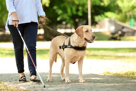 Read Guide Dog For The Blind Training 