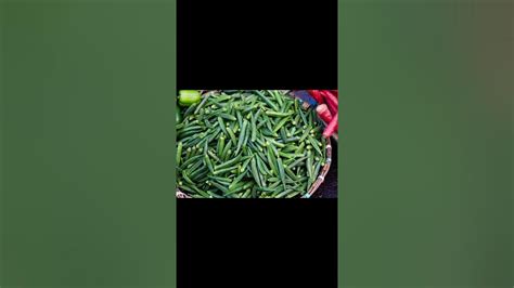 Download Guide To Commercial Okra Production Aces 