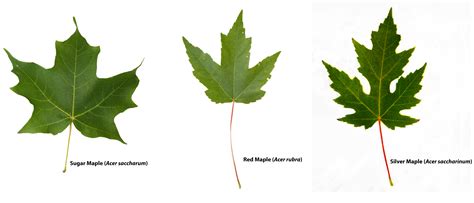 Download Guide To Maple 