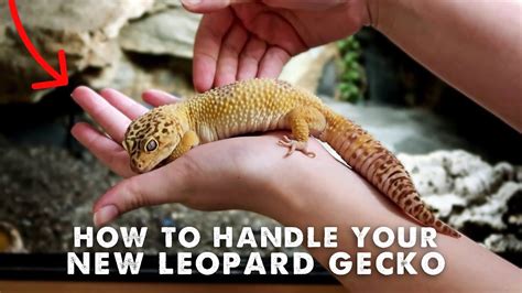 Read Guide To Starting A Leopard Starter 
