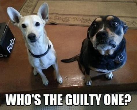 Guilty Dog Memes