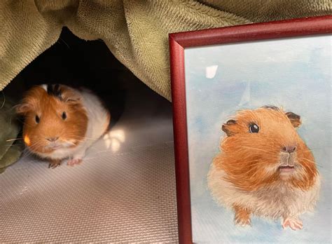guinea pig biography of martin