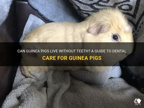 guinea pig born without teeth