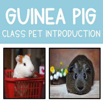 Guinea Pig Class Pet Teaching Resources Teachers Pay Guinea Pig Worksheet - Guinea Pig Worksheet