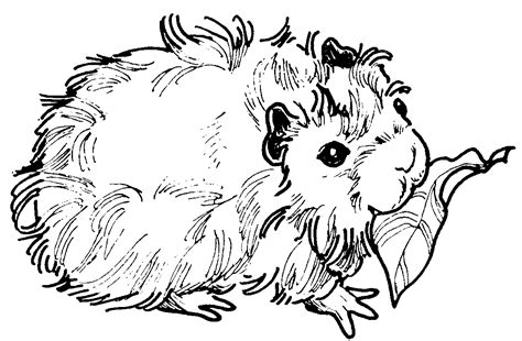 Guinea Pig Coloring Pages 100 Free Printables I Guinea Pig Coloring Page - Guinea Pig Coloring Page