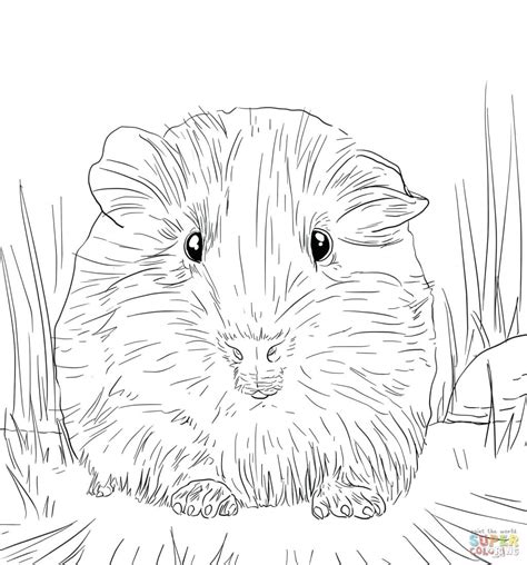 Guinea Pig Coloring Pages At Getcolorings Com Free Guinea Pig Coloring Page - Guinea Pig Coloring Page