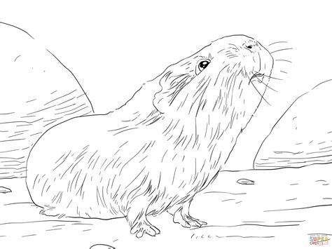Guinea Pig Coloring Pages Best Coloring Pages For Guinea Pig Coloring Page - Guinea Pig Coloring Page
