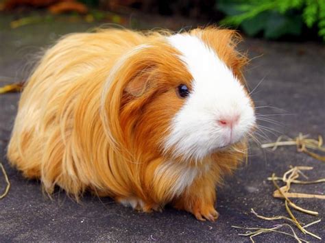 guinea pig isimleris