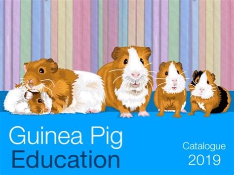 Guinea Pig Teaching Resources Tpt Guinea Pig Worksheet - Guinea Pig Worksheet