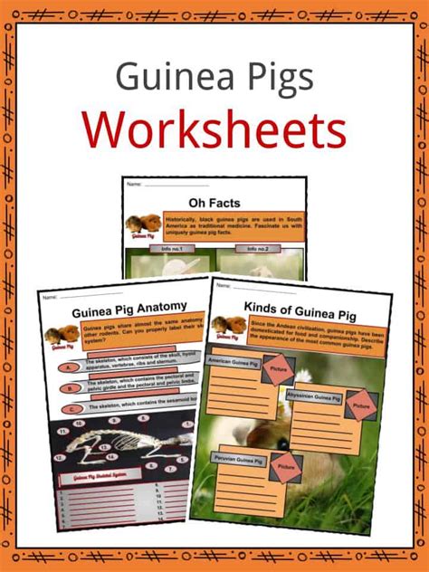 Guinea Pigs Lesson Plans Amp Worksheets Reviewed By Guinea Pig Worksheet - Guinea Pig Worksheet