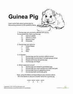 Guinea Pigs Quiz Amp Worksheet For Kids Study Guinea Pig Worksheet - Guinea Pig Worksheet