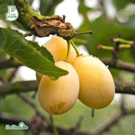 gula plommon gammal sort