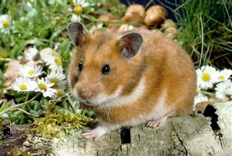 guldhamster