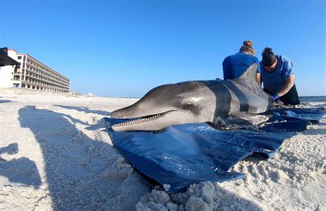 gulf world dolphin death
