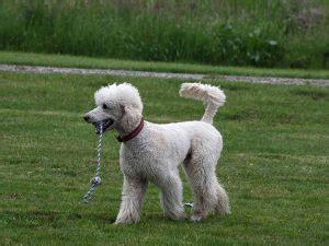 gullig pudelklippning