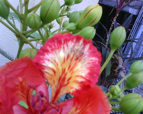 Gulmohar Ka Phool
