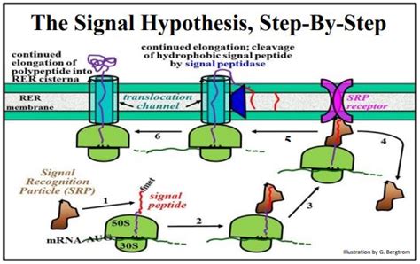 gunter blobel signal hypothesis animation