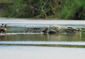 Gustave Crocodile National Geographic