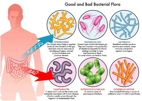 gut flora
