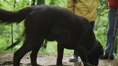 Guy Fucks Dog