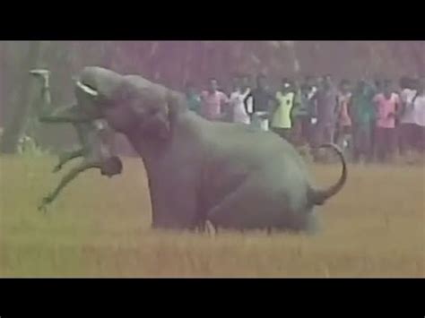 guy throwing rocks at elephant