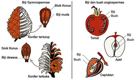 Gymnospermae Dan Angiospermae