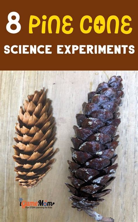 Gymnosperms Pine Cone Experiment Science Project Pine Cone Science Experiment - Pine Cone Science Experiment