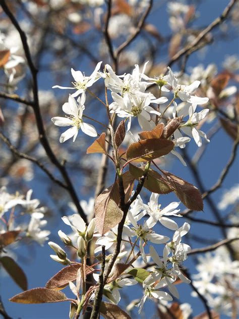 häggmispel blomning