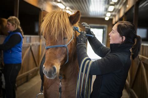 hästhandlare varning 2020