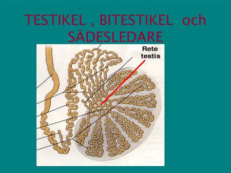 hård bitestikel