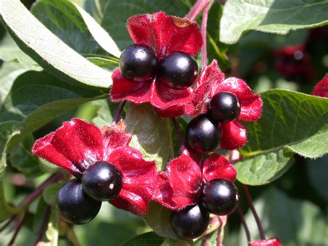 høy busk med svarte bær