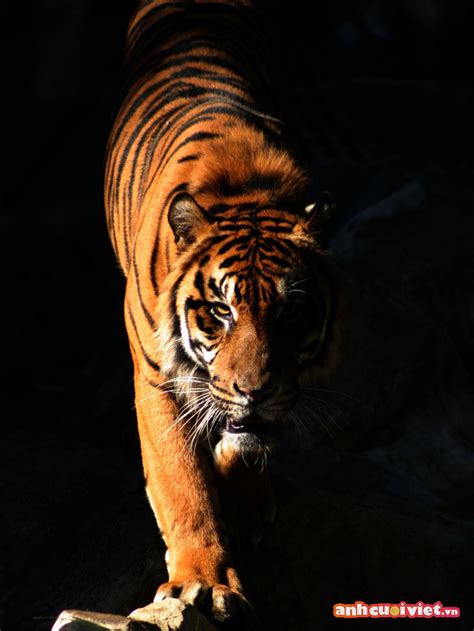 hổ | Th v ngun gc ca h loi