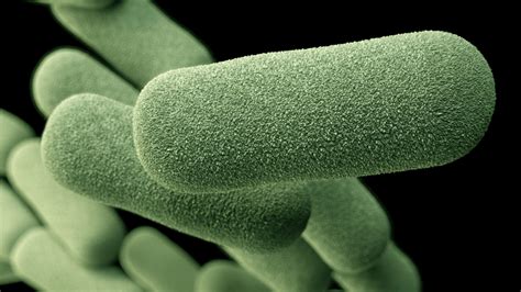 H Flu Bacteria