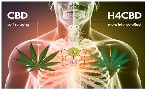 h4cbd que es