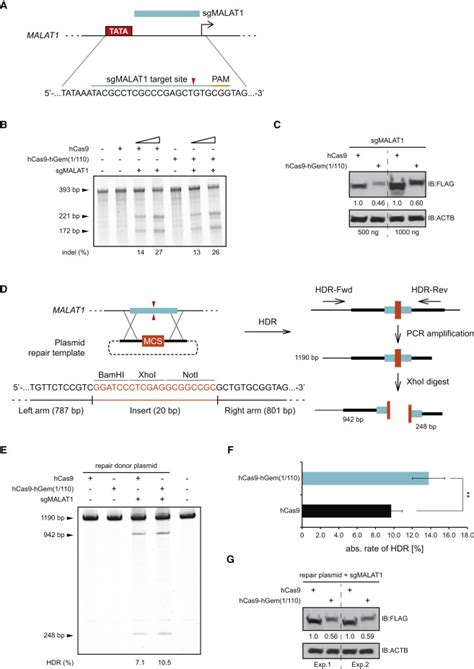 hCas9hGem(1/110) Enhances Exogenous DonorTemplateMediated HDR at an