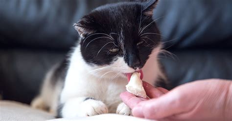 haşlanmış mısır kedilere zararlı mı