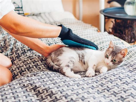 haarballen kat voorkomen