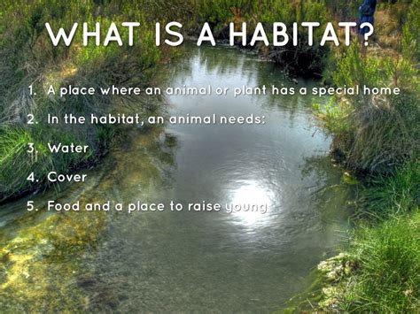 habitat-1