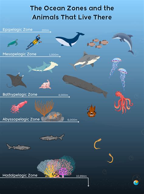 Hadopelagic Zone Animals