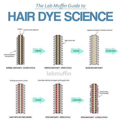 Hair Color Chemistry How Hair Coloring Works Thoughtco Hair Colour Science - Hair Colour Science