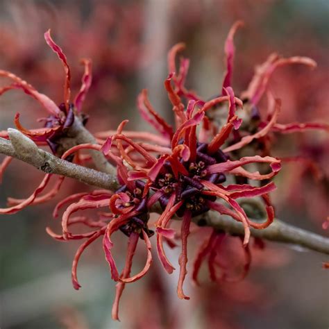 hamamelis. 