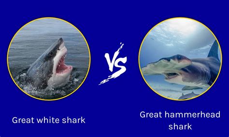 Hammerhead Vs