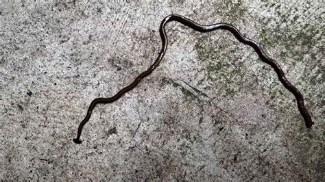hammerhead worm texas