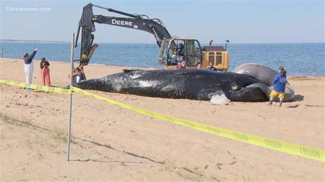 Hampton Roads Whale Deaths Likely Part Of X27 Humpback Whale Coloring Pages - Humpback Whale Coloring Pages
