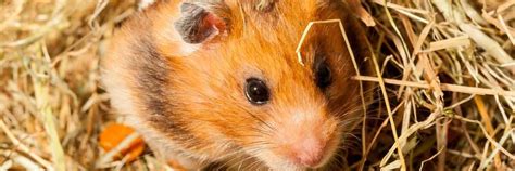hamster adopteren