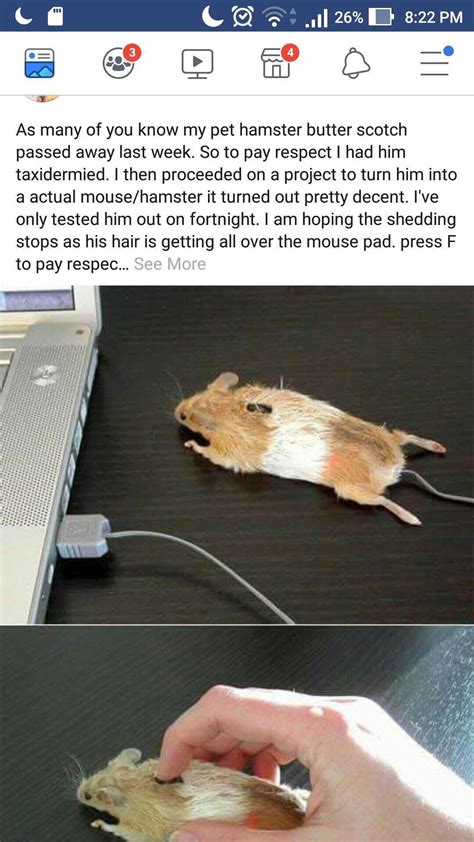 Hamster Death Meme