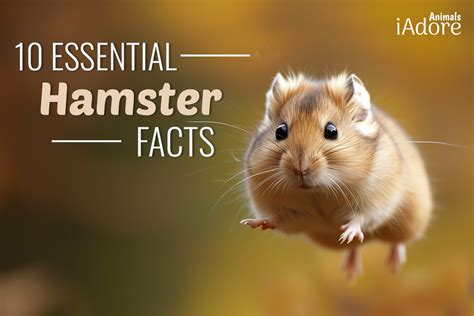 hamster fakta