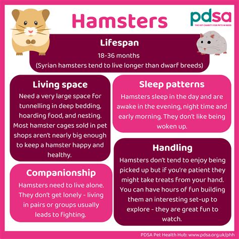 hamster informatie