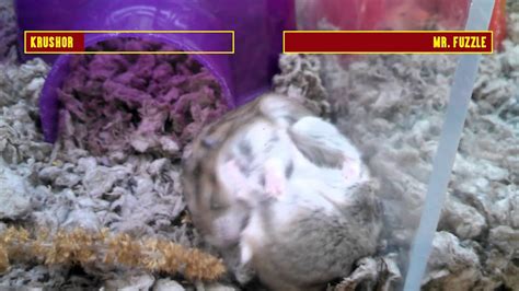 hamster kombat +как быстро накопить