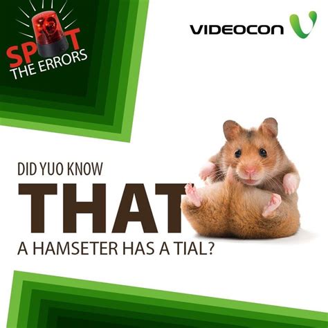 hamster kombat error